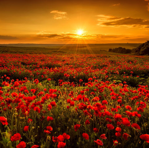 Remembrance Sunday<br/>Third before Advent